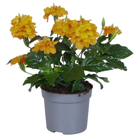 Crossandra Fortuna