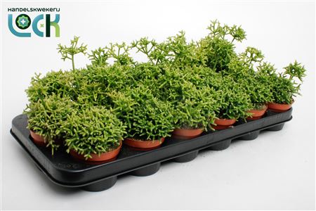 Rhipsalis Heteroclada