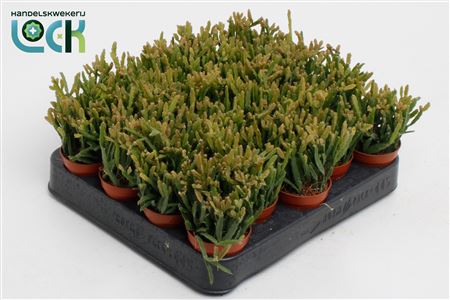 Rhipsalis Ewaldiana