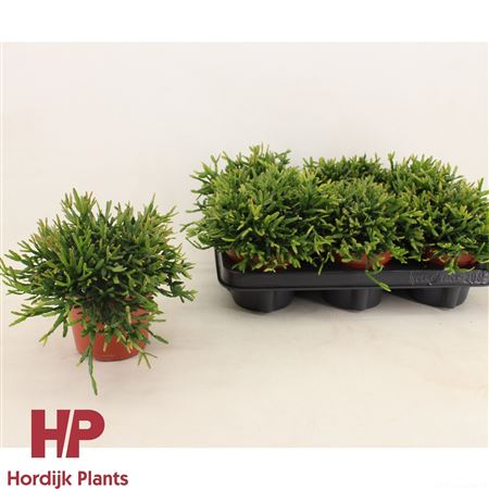 Rhipsalis Ewaldiana