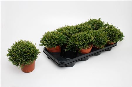 Rhipsalis Ewaldiana