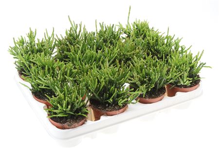 Rhipsalis Ewaldiana