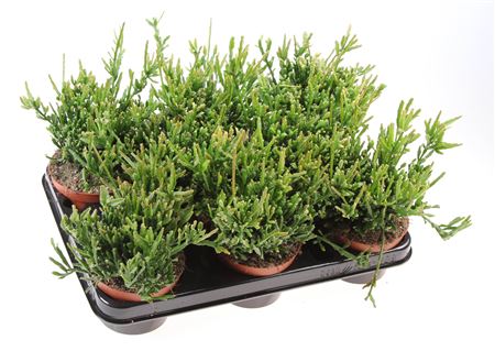 Rhipsalis Ewaldiana
