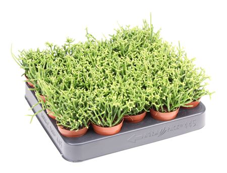 Rhipsalis Cereuscula