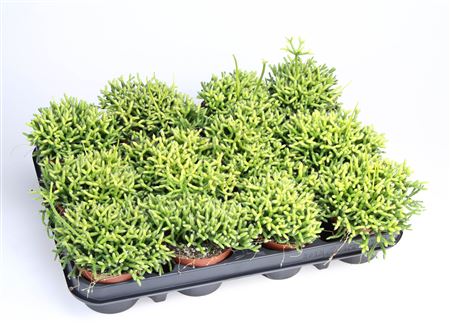 Rhipsalis Cereuscula