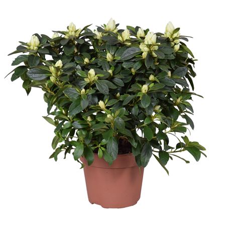 Azalea Gitti White
