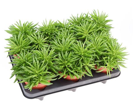 Peperomia Happy Bean