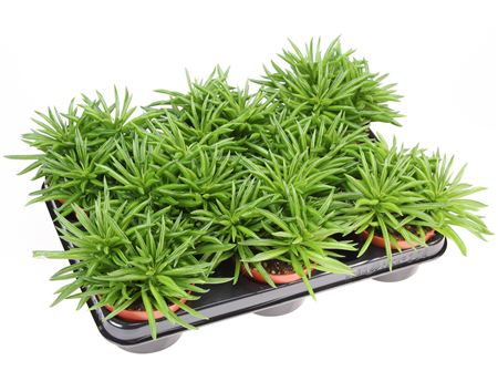 Peperomia Happy Bean