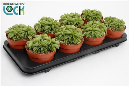 Peperomia Happy Bean