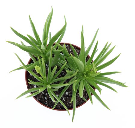 Peperomia Happy Bean