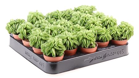 Peperomia Happy Bean