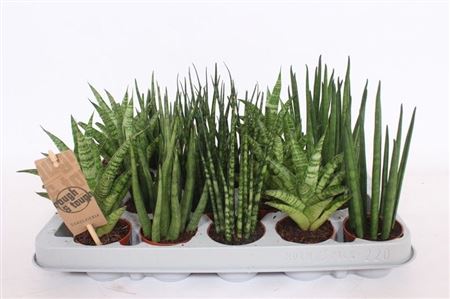 Sansevieria Luxe Mix