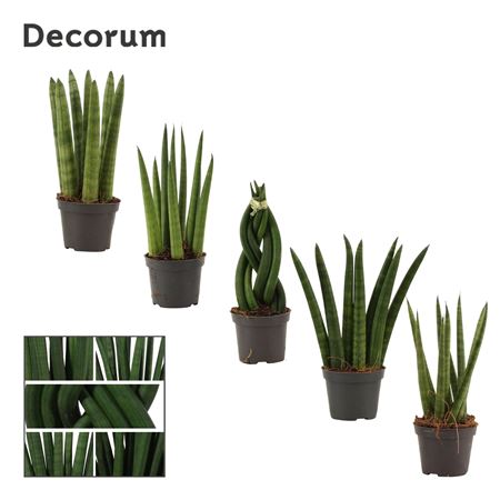 Sansevieria Cylindrica Mix (decorum)