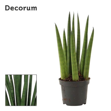 Sansevieria Cylindrica Rocket (decorum)