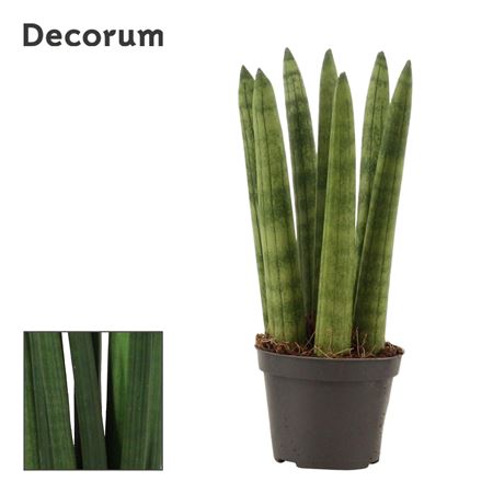 Sansevieria Cylindrica Straight (decorum)