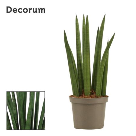 Sansevieria Cylindrica Rocket (decorum)