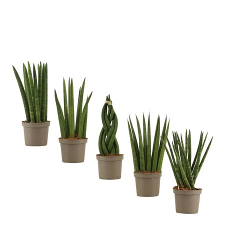 Sansevieria Cylindrica Mix