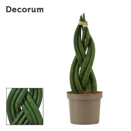 Sansevieria Cylindrica Braid (decorum)