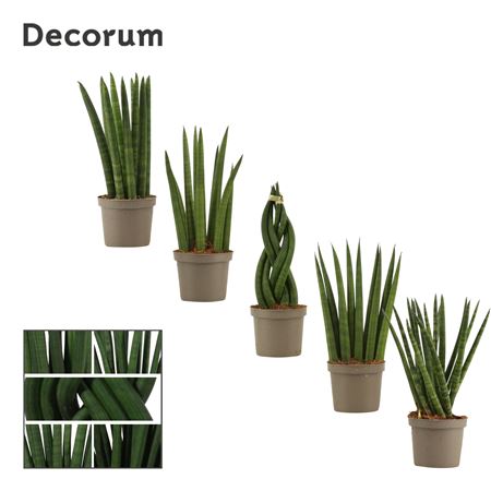 Sansevieria Cylindrica Mix (decorum)
