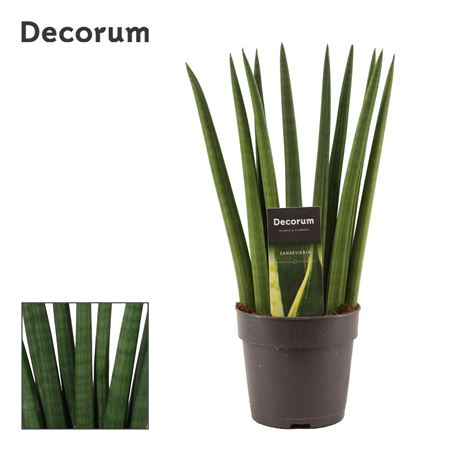 Sansevieria Cylindrica (dec)