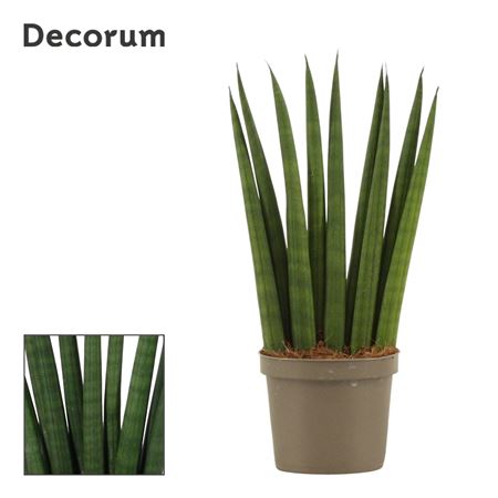 Sansevieria Cylindrica Fan (decorum)