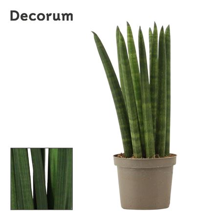 Sansevieria Cylindrica Straight (decorum)