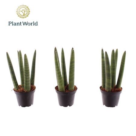 Sansevieria Cylindrica Spaghetti