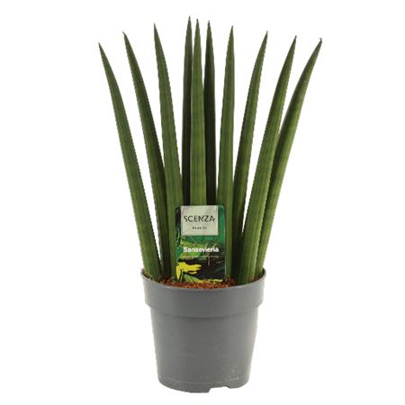 Sansevieria Cylindrica Fan