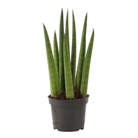 Sansevieria Cylindrica Rocket.