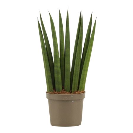 Sansevieria Cylindrica Fan