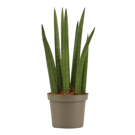 Sansevieria Cylindrica Rocket.