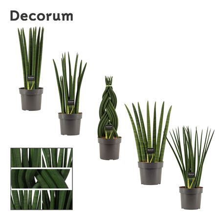 Sansevieria Cylindrica Mix (decorum)