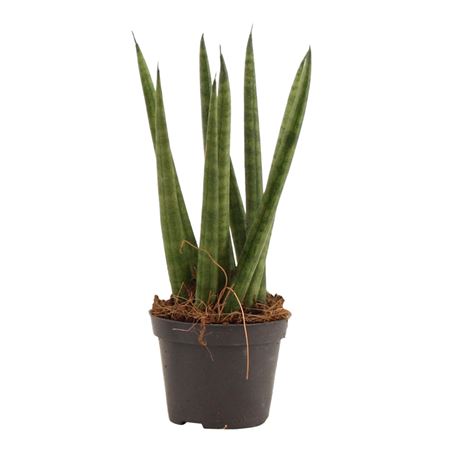 Sansevieria Cylindrica Spaghetti