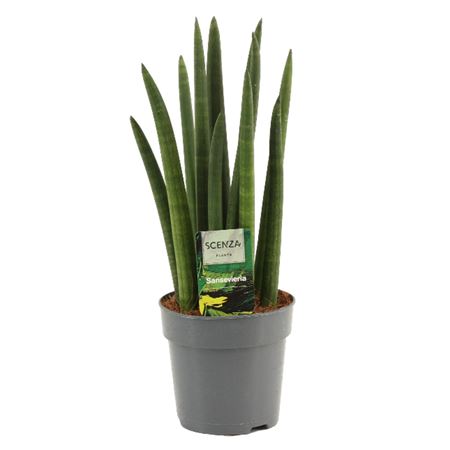 Sansevieria Cylindrica Rocket.