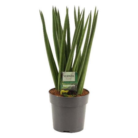 Sansevieria Cylindrica Spaghetti