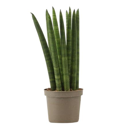 Sansevieria Cylindrica Straight