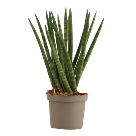 Sansevieria Cylindrica Spaghetti