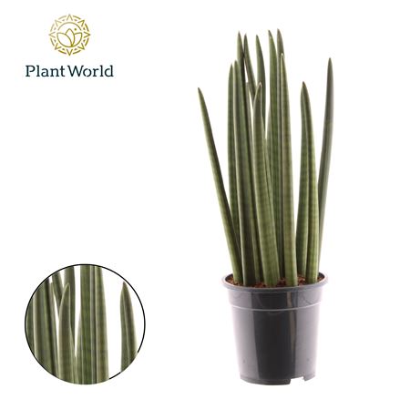 Sansevieria Cylindrica Spaghetti
