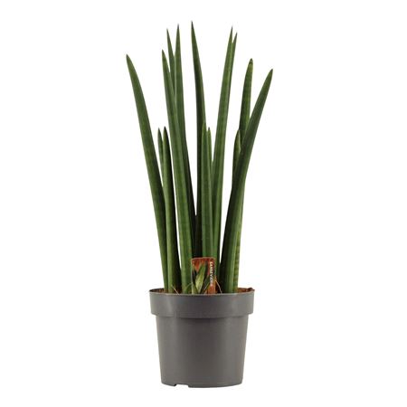 Sansevieria Cylindrica Rocket.