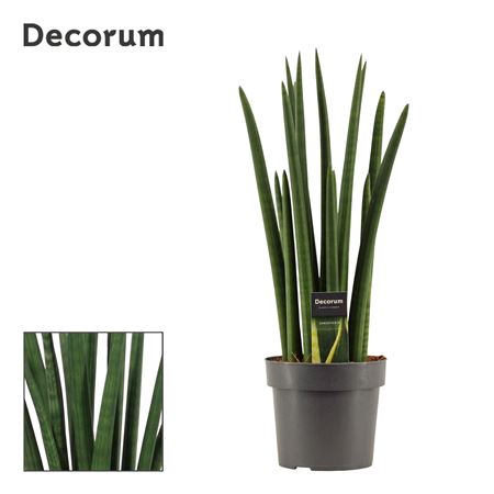 Sansevieria Cylindrica Rocket (decorum)