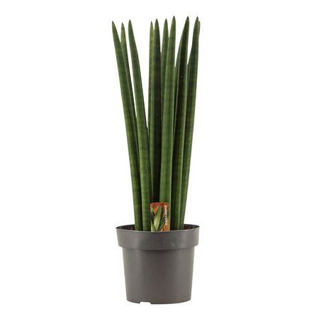 Sansevieria Cylindrica Straight