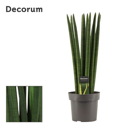 Sansevieria Cylindrica Straight (decorum)
