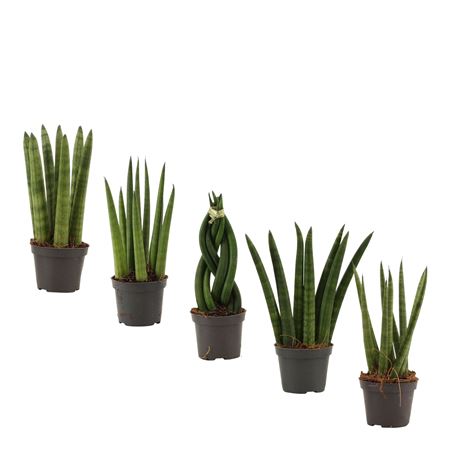 Sansevieria Cylindrica Mix