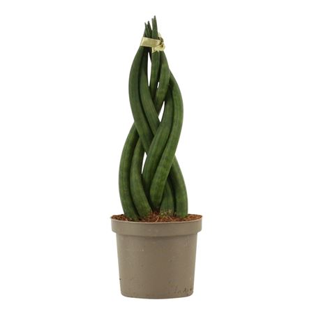 Sansevieria Cylindrica Braid