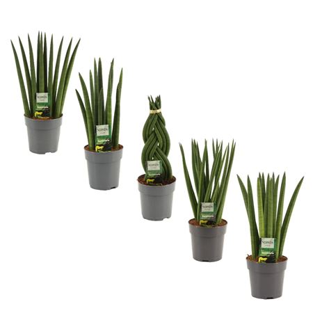 Sansevieria Cylindrica Mix