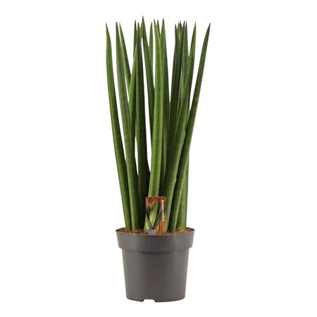 Sansevieria Cylindrica Spaghetti