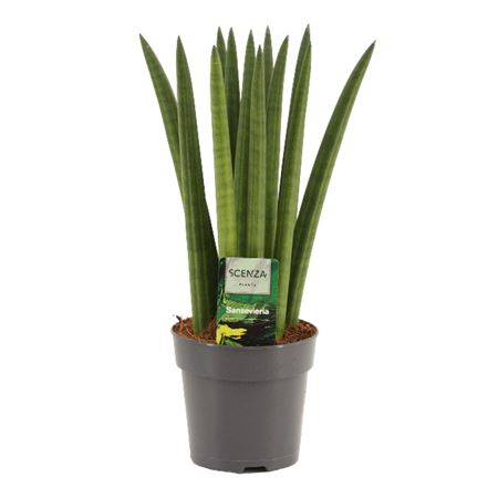 Sansevieria Cylindrica Straight
