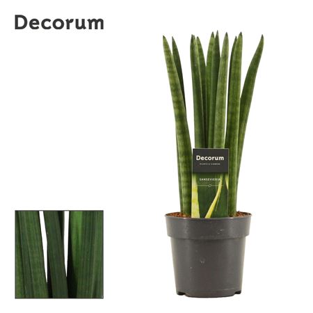 Sansevieria Cylindrica Straight (decorum)