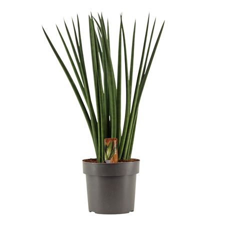 Sansevieria Cylindrica Spaghetti