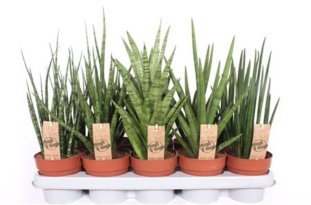 Sansevieria Luxe Mix